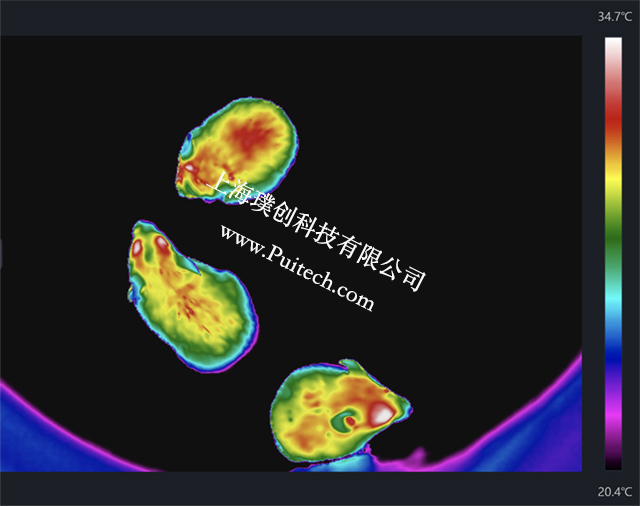?？滴⒂凹t外熱成像技術(shù)對(duì)實(shí)驗(yàn)小鼠進(jìn)行科研觀測